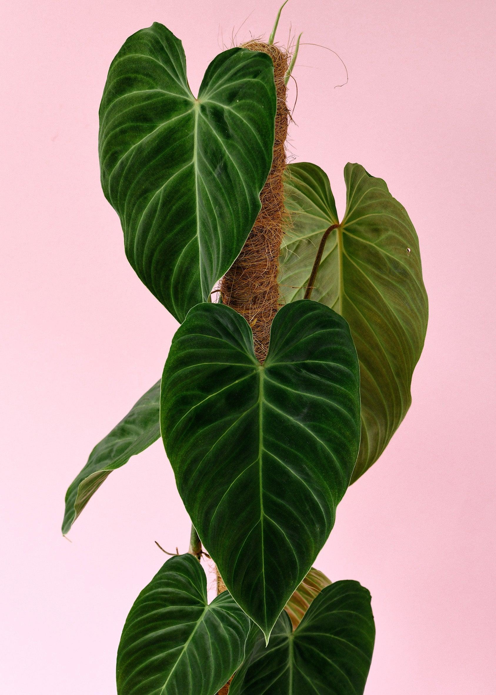 philodendron splendid humidity Philodendron Splendid: Rare Velvet Leaf Hybrid