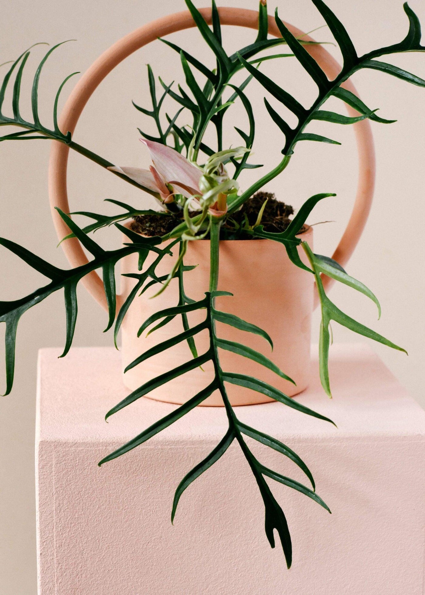 Healthy Philodendron Tortum M. A perfect philodendron tortum m for your indoor houseplant collection.