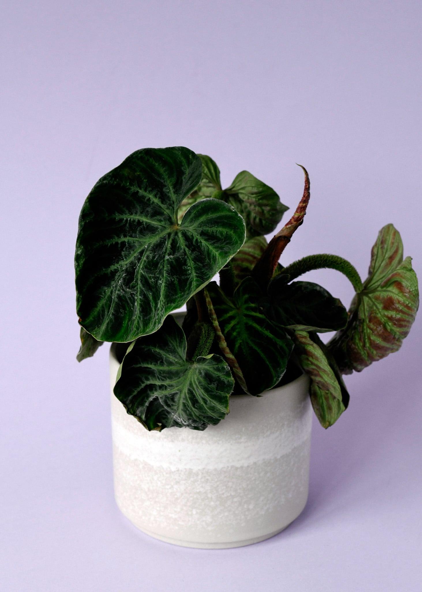 philodendron verrucosum types Philodendron Verrucosum 'Incensi' compactum Medium