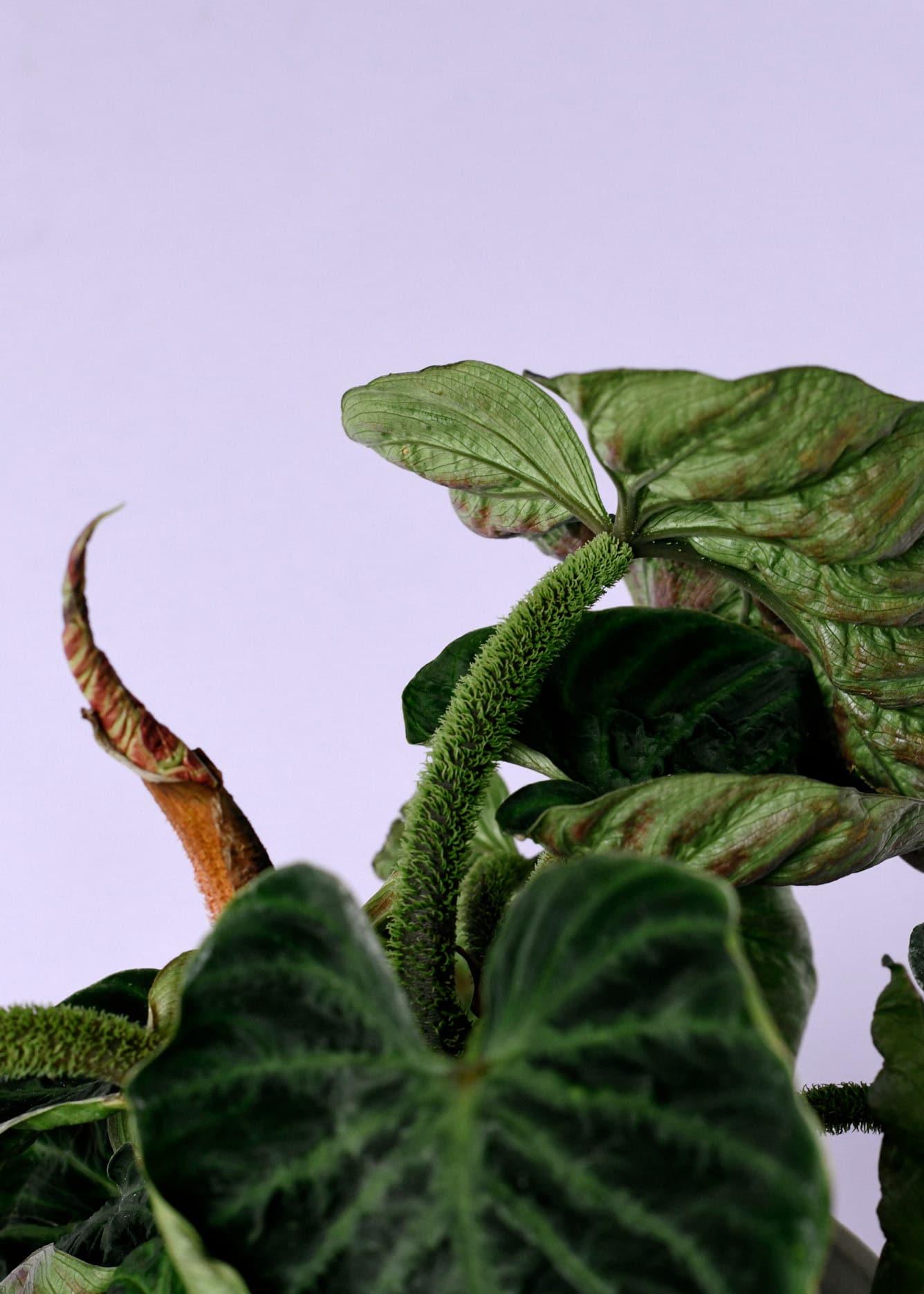 Philodendron Verrucosum 'Incensi Mini' – Medium, Approx. 25.0cm height – 15.0cm Pot 2