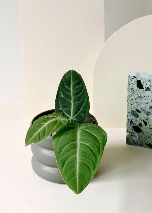 philodendron anthurium Anthurium Villenaorum Baby
