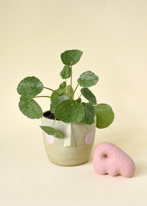 pilea peperomioides potting mix Pilea Sugar M by Plant Circle