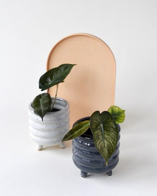 Alocasia Baginda 'Pink Dragon' Baby – Baby, Approx. 12.0cm height – 6.0cm Pot 2