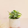 Peperomia orba 'Pixie' Baby
