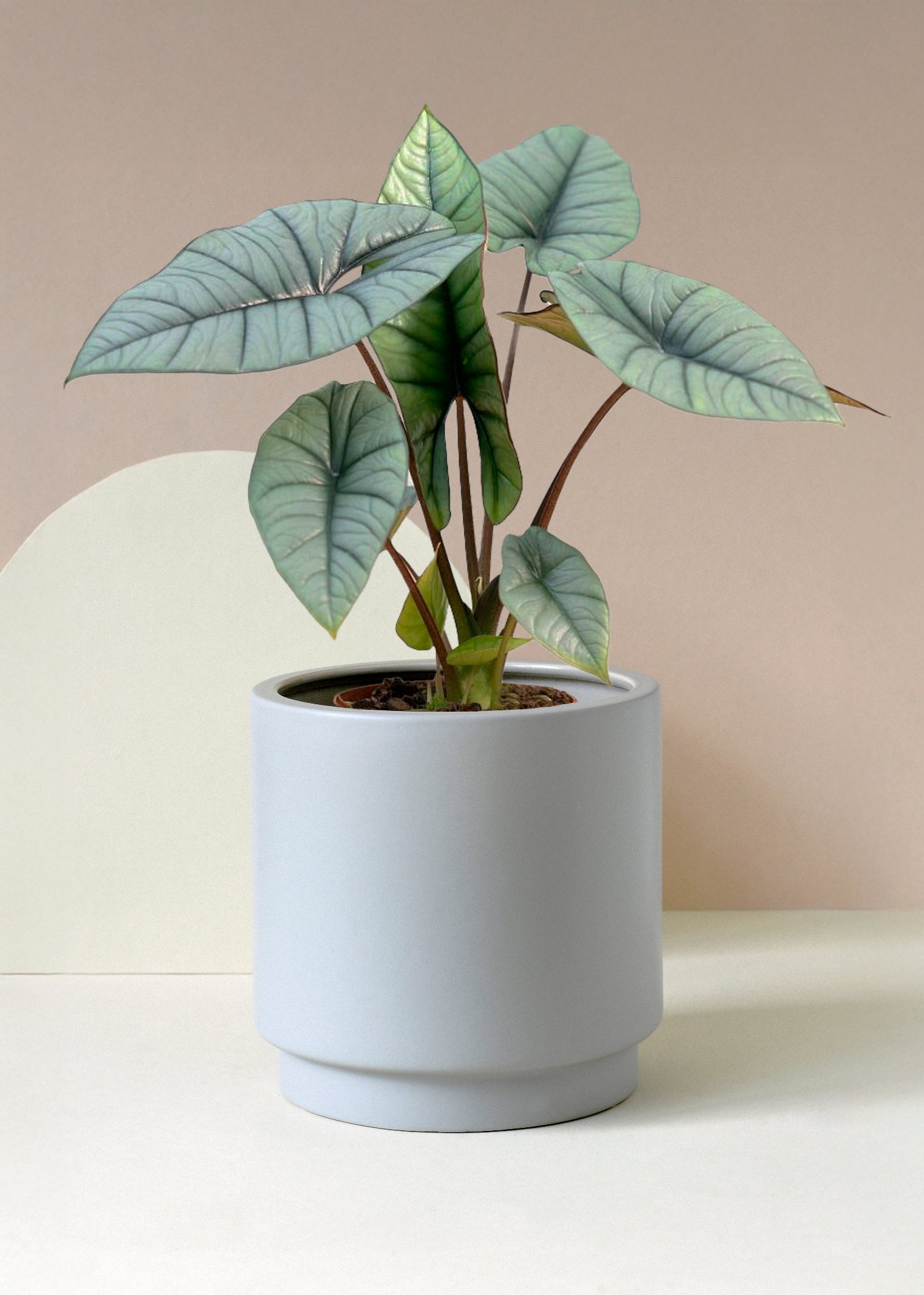 Alocasia 'Platinum' M -  Plant Circle.