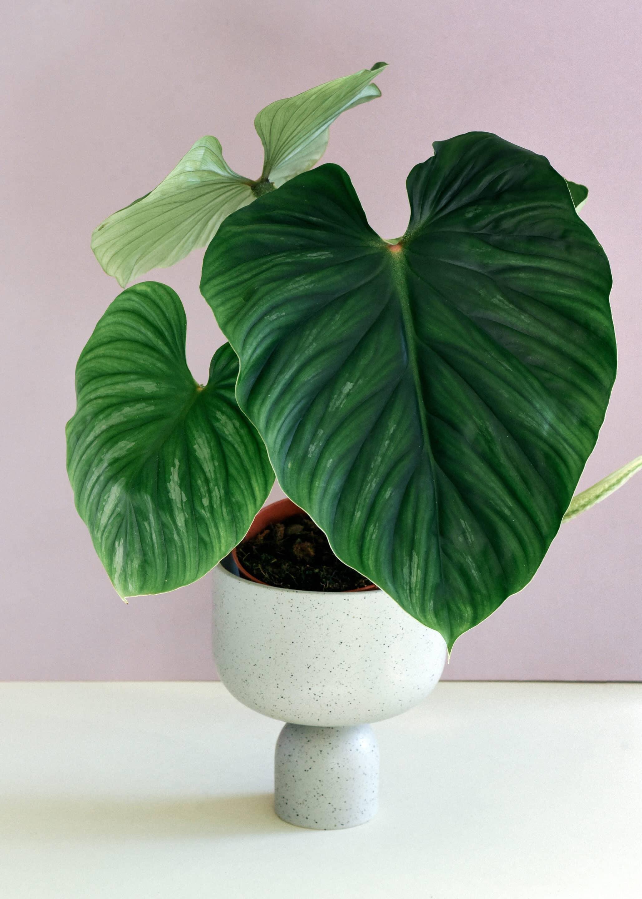 philodendron plowmanii crawler Philodendron Plowmanii M