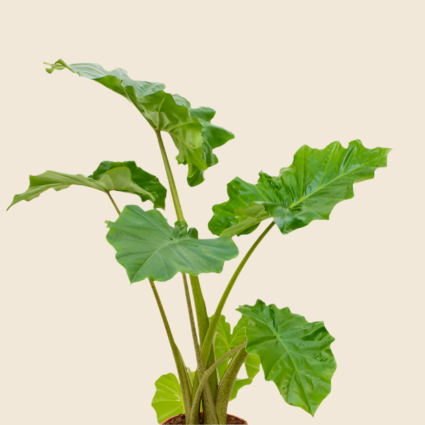 alocasia porotado