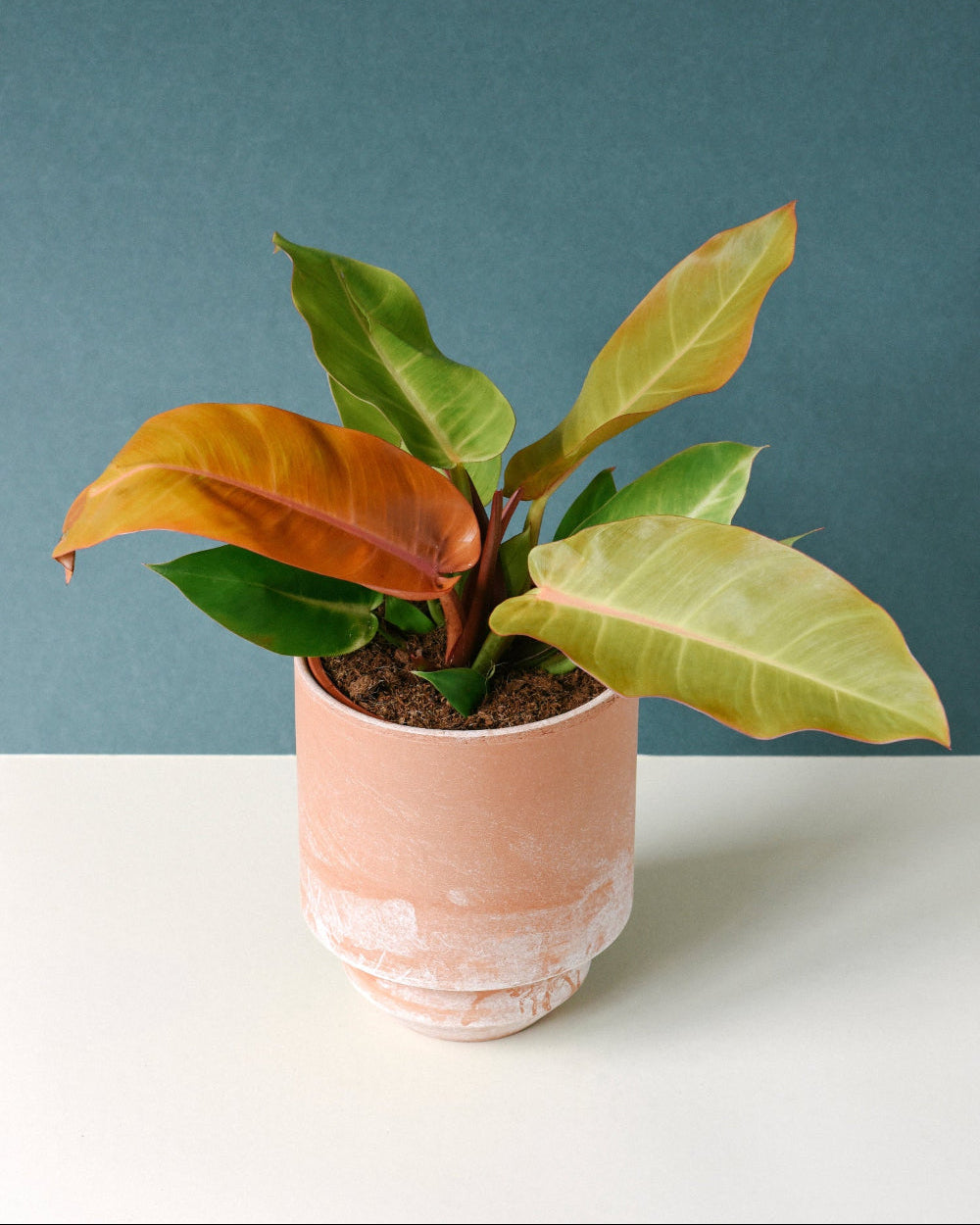 propagate philodendron prince of orange Philodendron Prince of Orange for Easy Plant Care