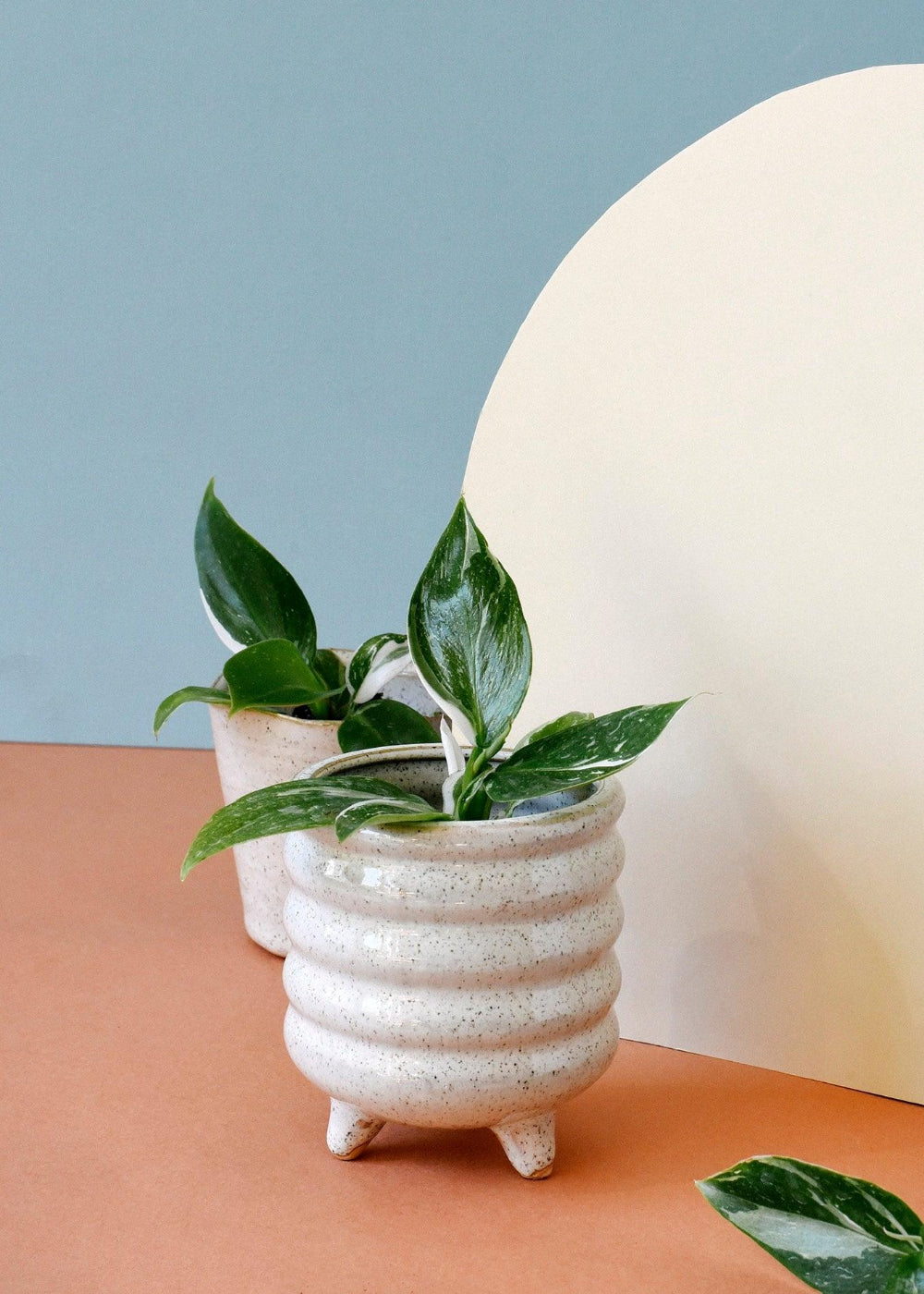 Philodendron 'white princess' baby