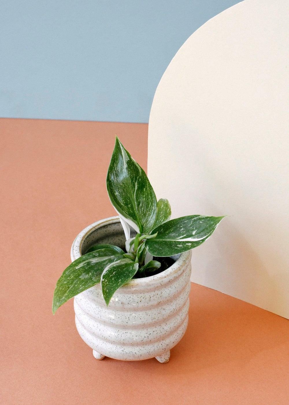 Philodendron 'white princess' baby
