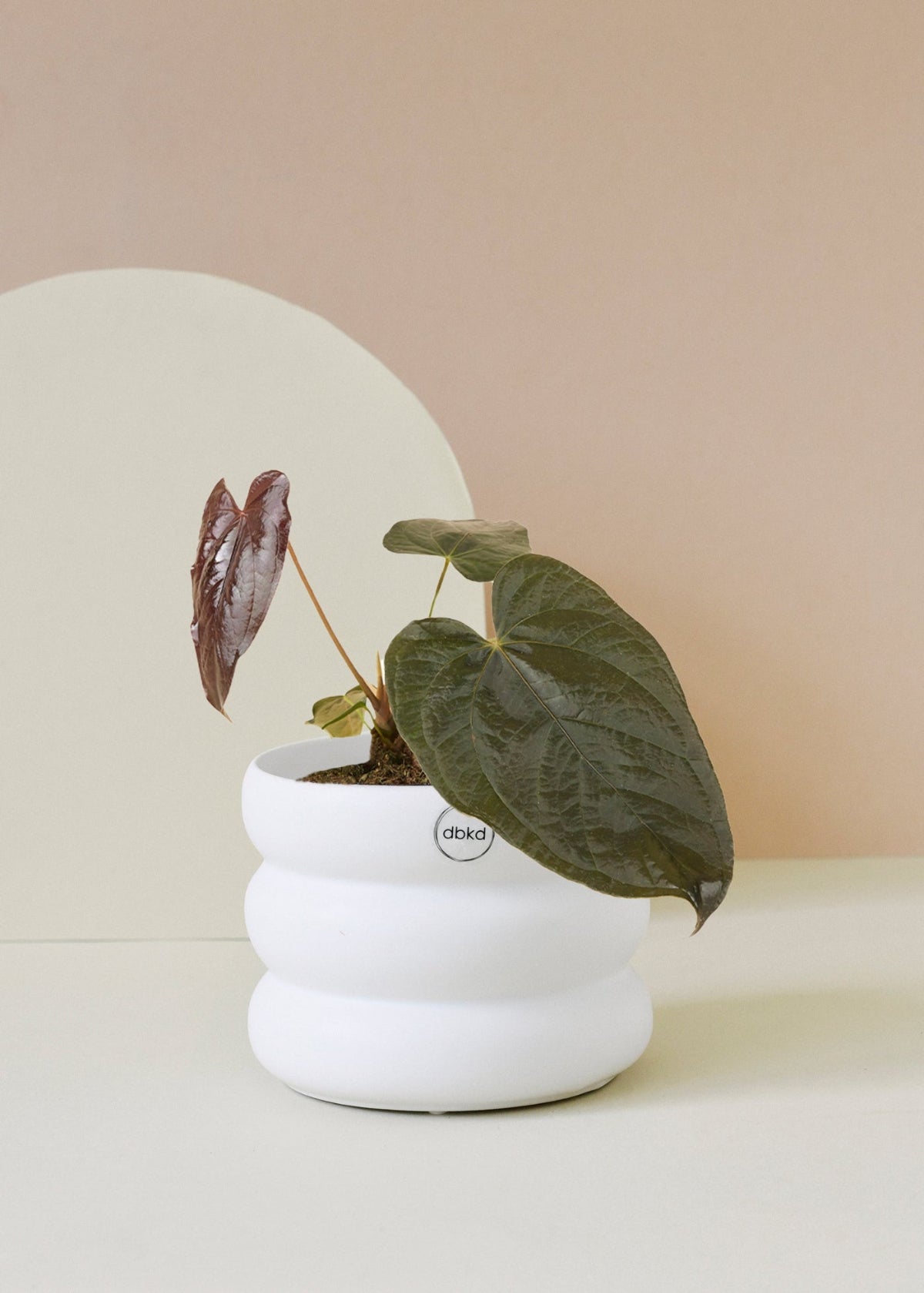 Anthurium 'Queen of Hearts' Medium -  Plant Circle.