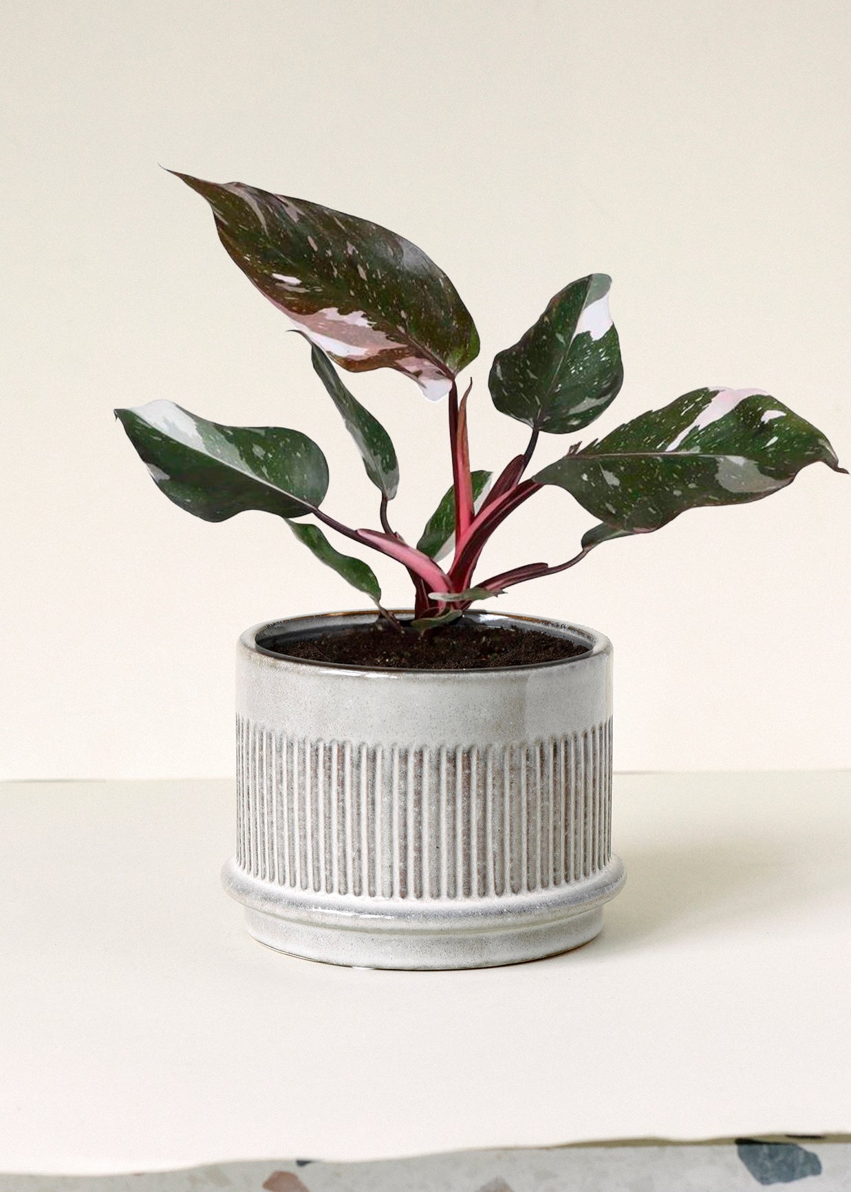 Philodendron 'Anderson's Red' Mittel