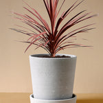 Cordyline australis 'Red Star' XL