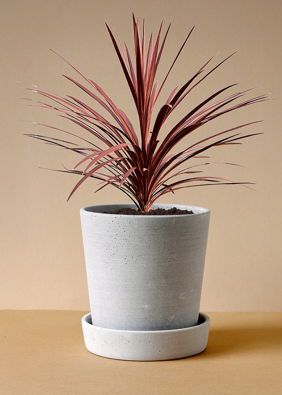 Cordyline australis 'Red Star' XL