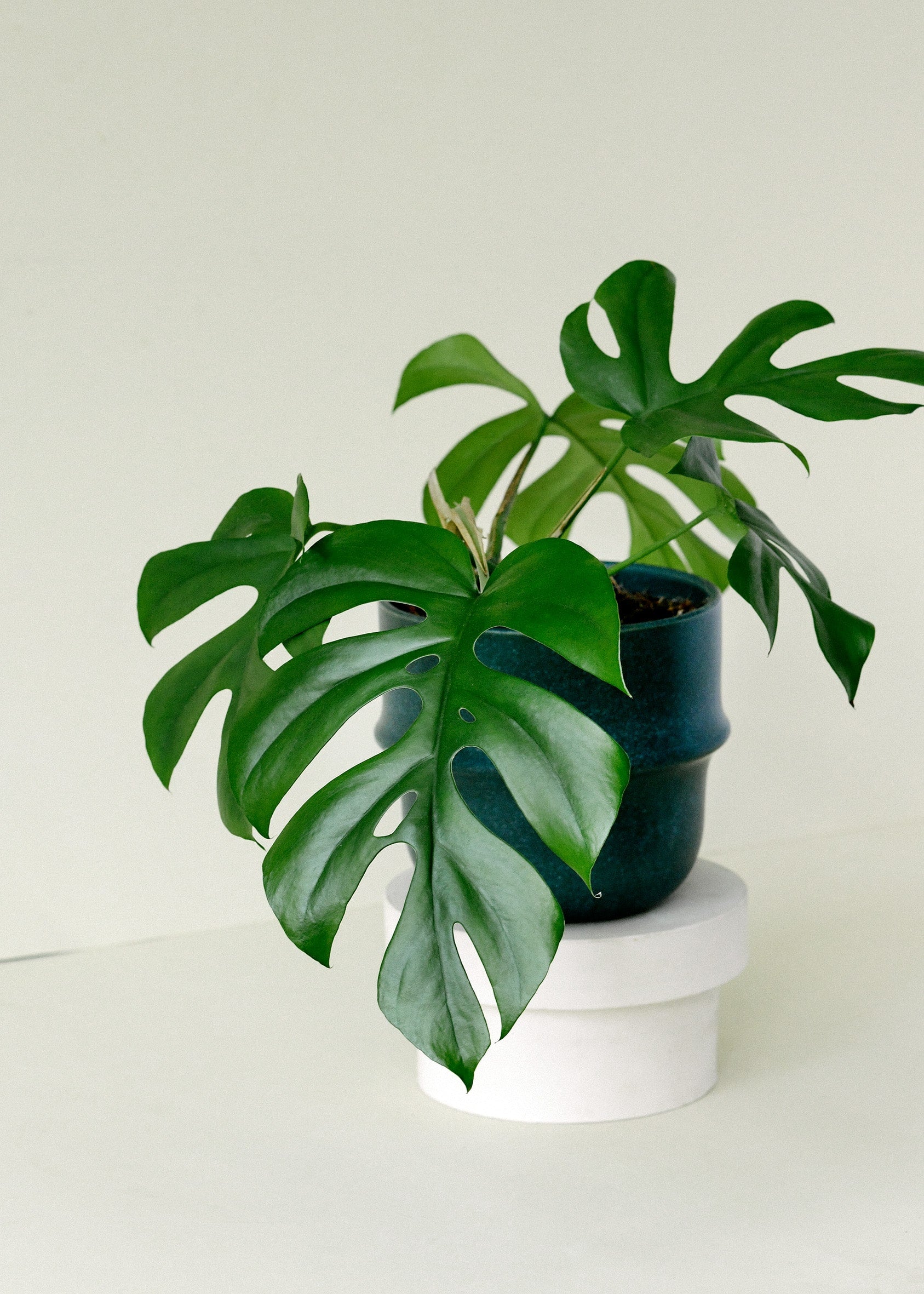 tetrasperma vs monstera deliciosa Rhaphidophora Tetrasperma M