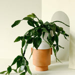 Pet-Friendly Jungle Bundle – Set of 4 Plants with Pots -  Plant Circle.