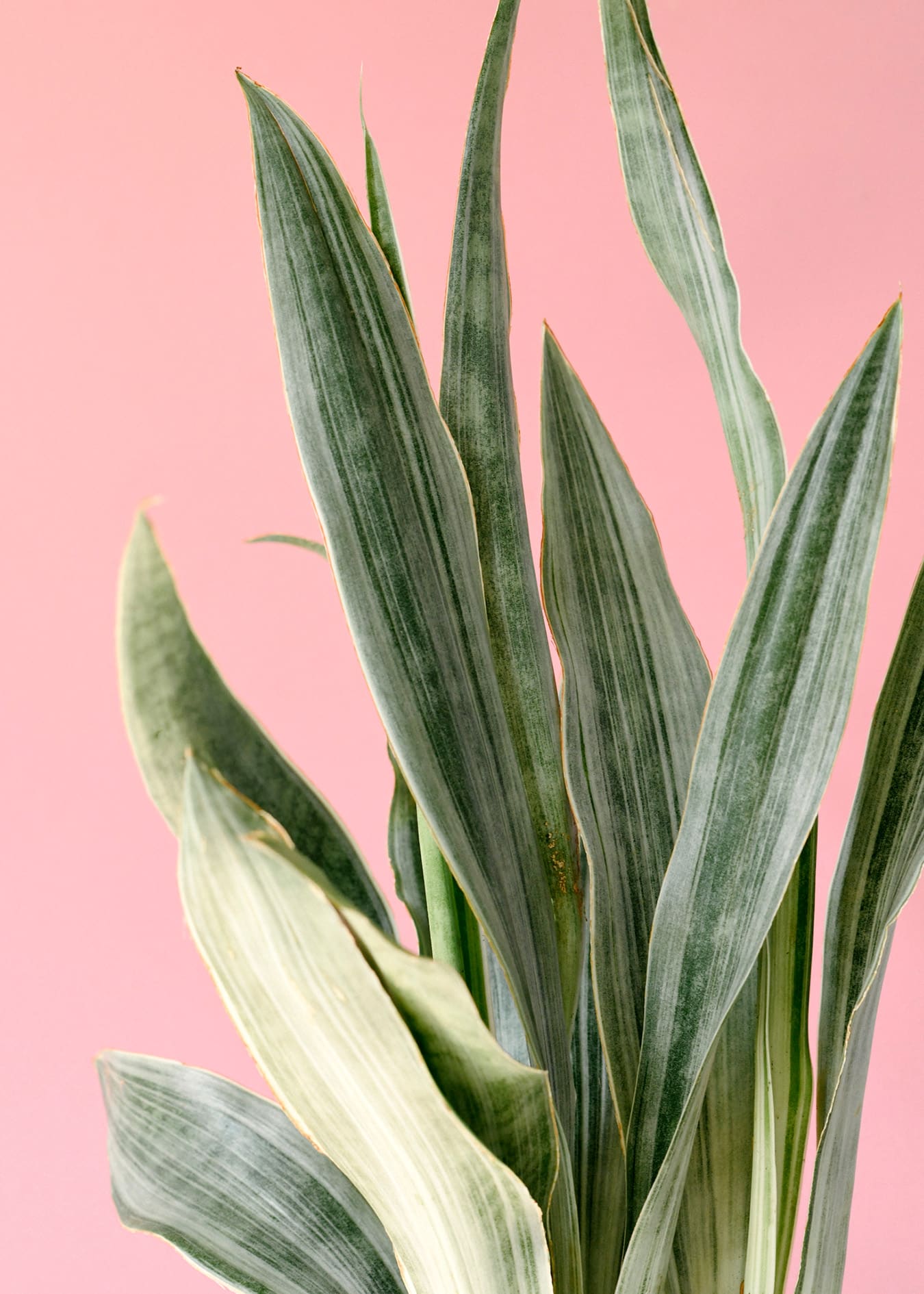 sansevieria mit bunten spitzen Sansevieria 'Metallica' mit marmorierten silbergrünen Blättern