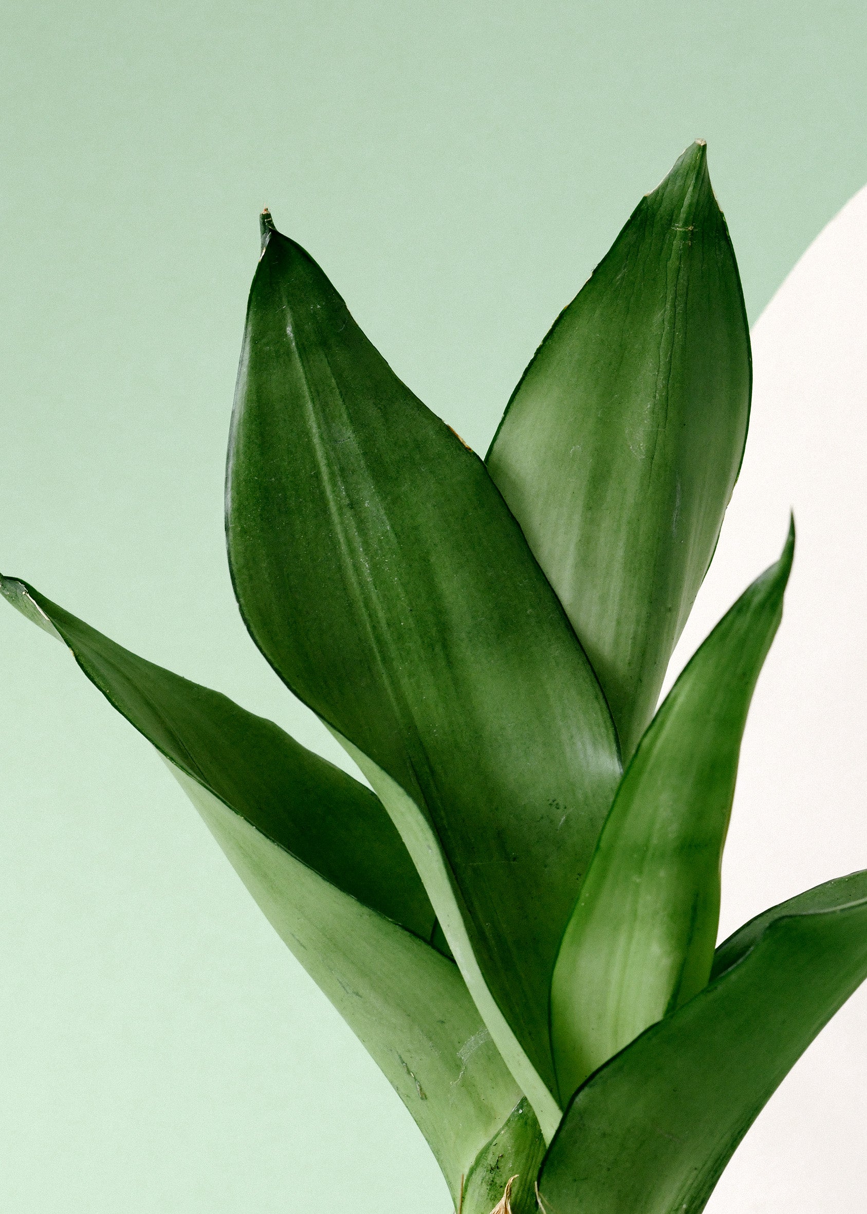 moonshine sansevieria height Dracaena (Sansevieria) Moonshine Large