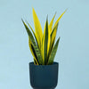 Dracaena (Sansevieria) trifasciata 'Superba' by Plant Circle -  Plant Circle.