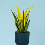 Dracaena (Sansevieria) trifasciata 'Superba' by Plant Circle -  Plant Circle.