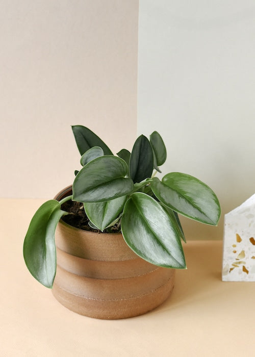 aglaonema treubii Scindapsus treubii 'Moonlight' Medium