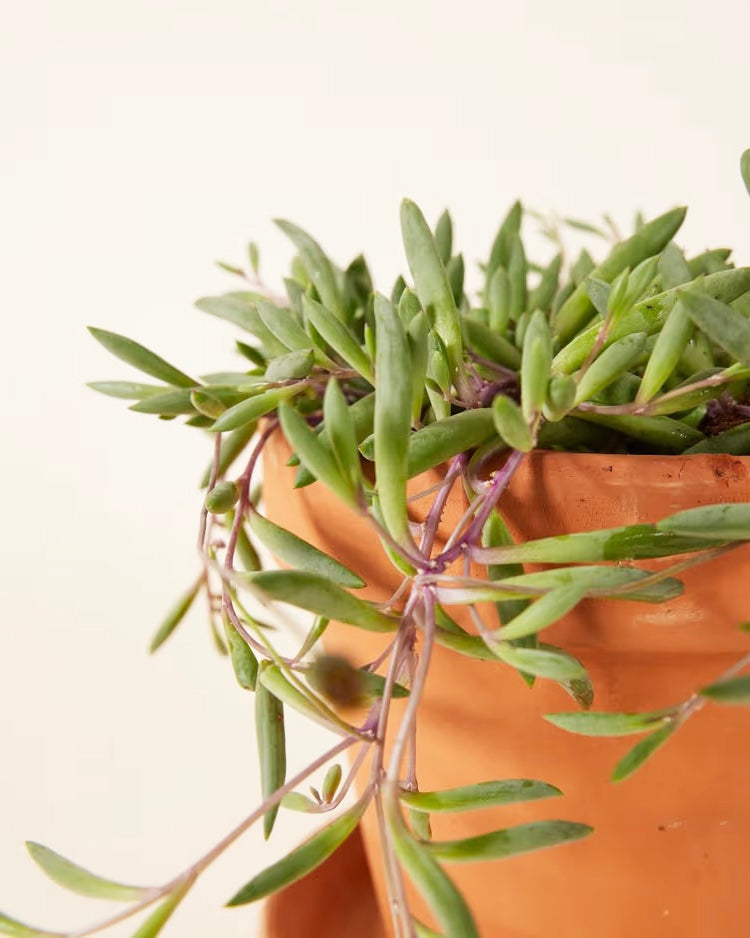 Senecio Herreianus Purple Flush Medium