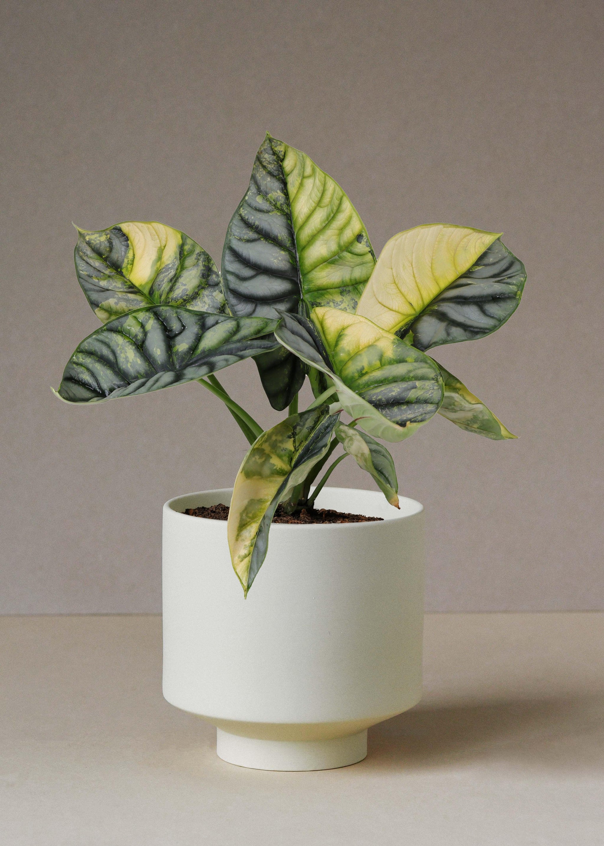 Rare Alocasia baginda 'Silver dragon' variegata aurea M -  Plant Circle.