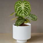 Anthurium Crystallinum 'Silver Blush'  XL