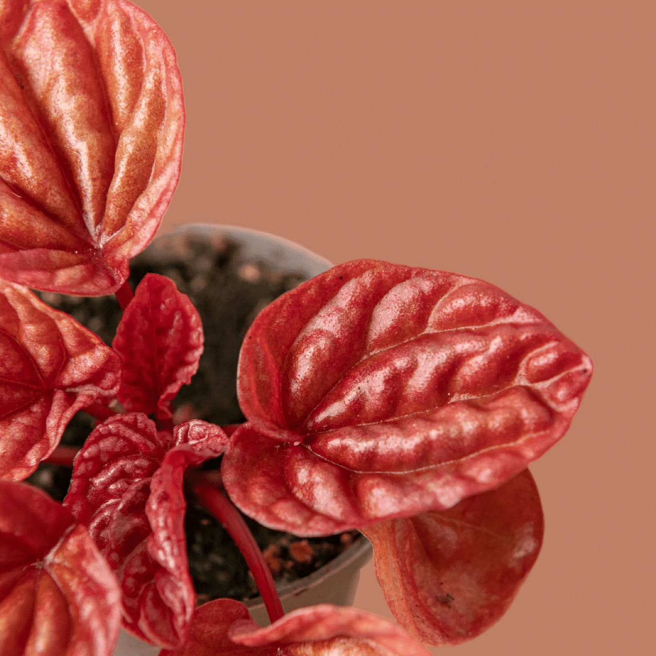 peperomia quito