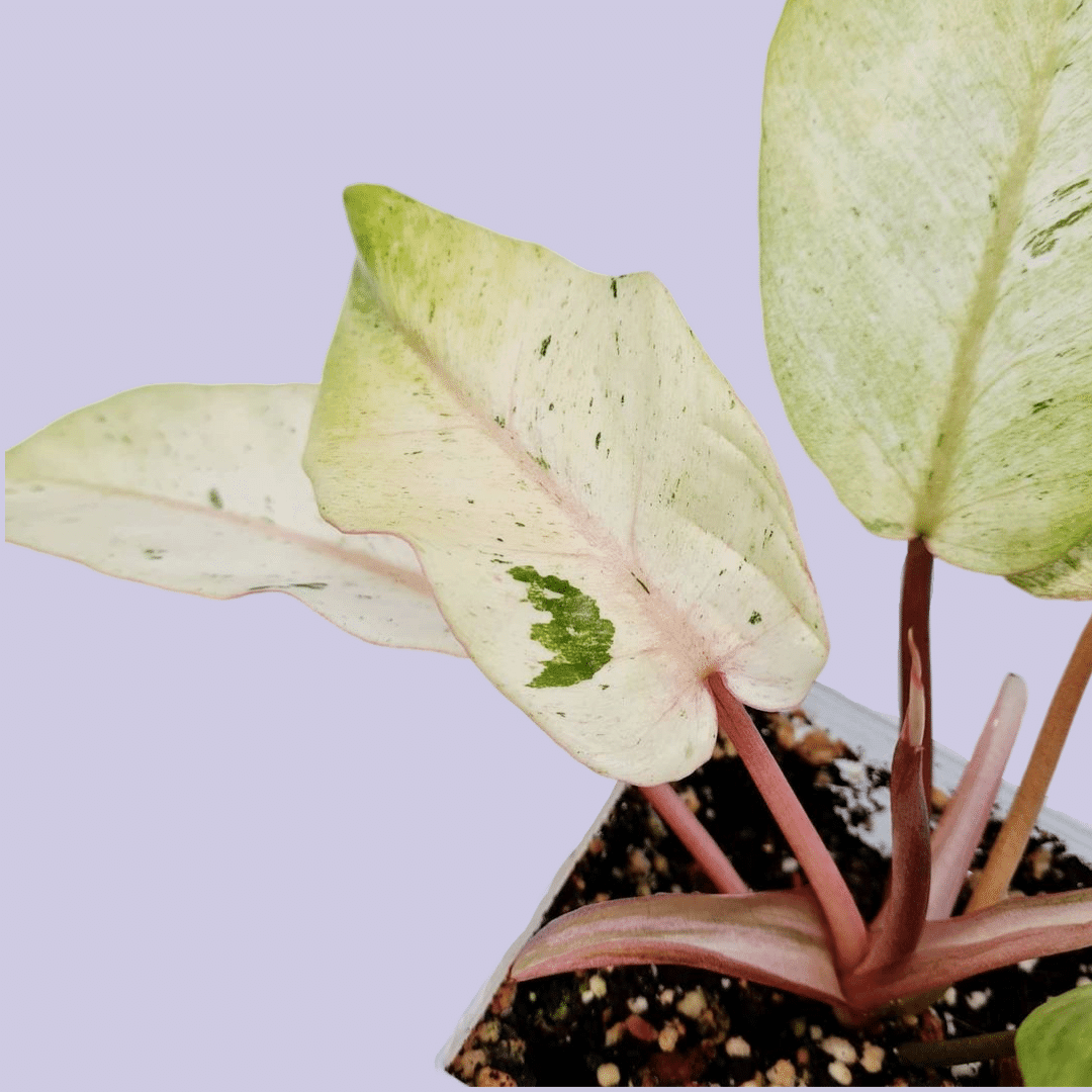 snowdrift philodendron care Philodendron Snowdrift by Plant Circle – Medium, Approx. 30.0cm height