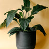 Spathiphyllum 'Sensation' XL