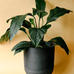 Spathiphyllum 'Sensation' XL