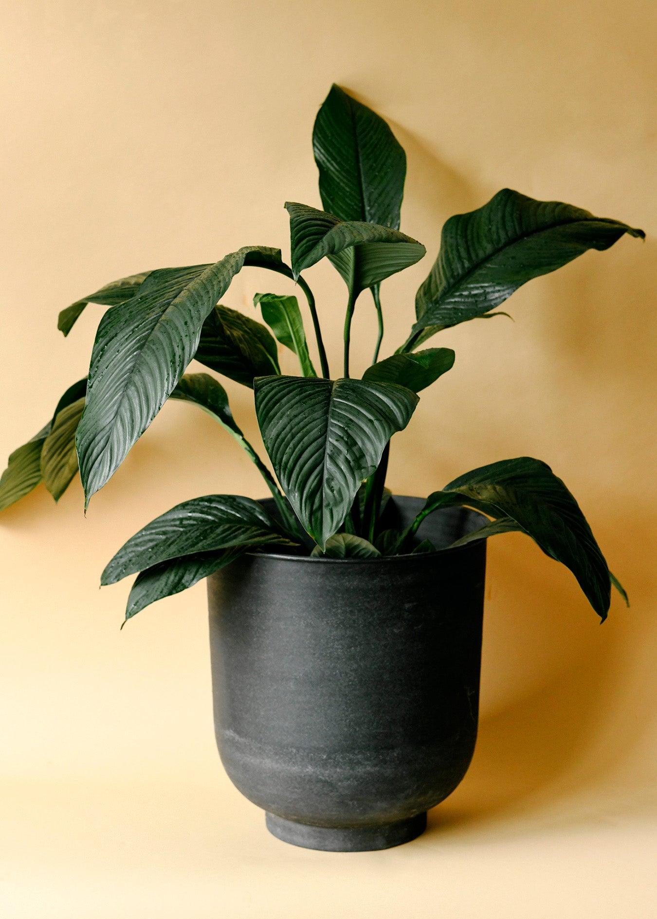 Spathiphyllum 'Sensation' XL