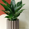 Spathiphyllum Domino – Medium, Approx. 40.0cm height – 12.0cm Pot Default Title 1
