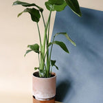 Strelitzia Nicolai L – XL, Approx. 100.0cm height – 24.0cm Pot Default Title 1