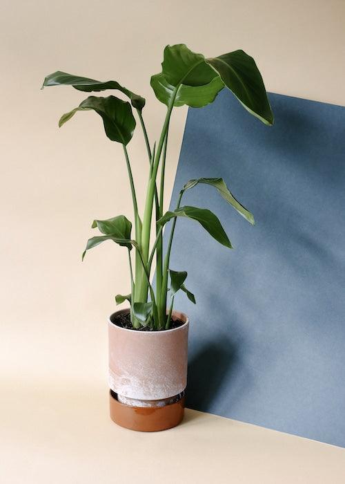 Strelitzia Nicolai aka Giant Bird of Paradise – Large, Approx. 90.0cm height – 17.0cm Pot Default Title 1