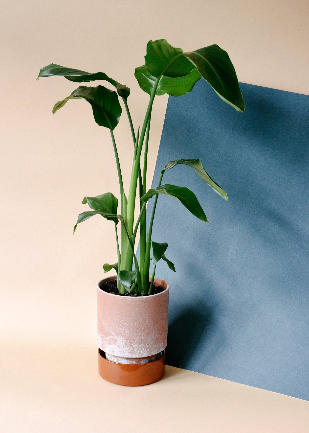 Strelitzia Nicolai XXL – 27cm Pot, 140cm Height -  Forever Plants.