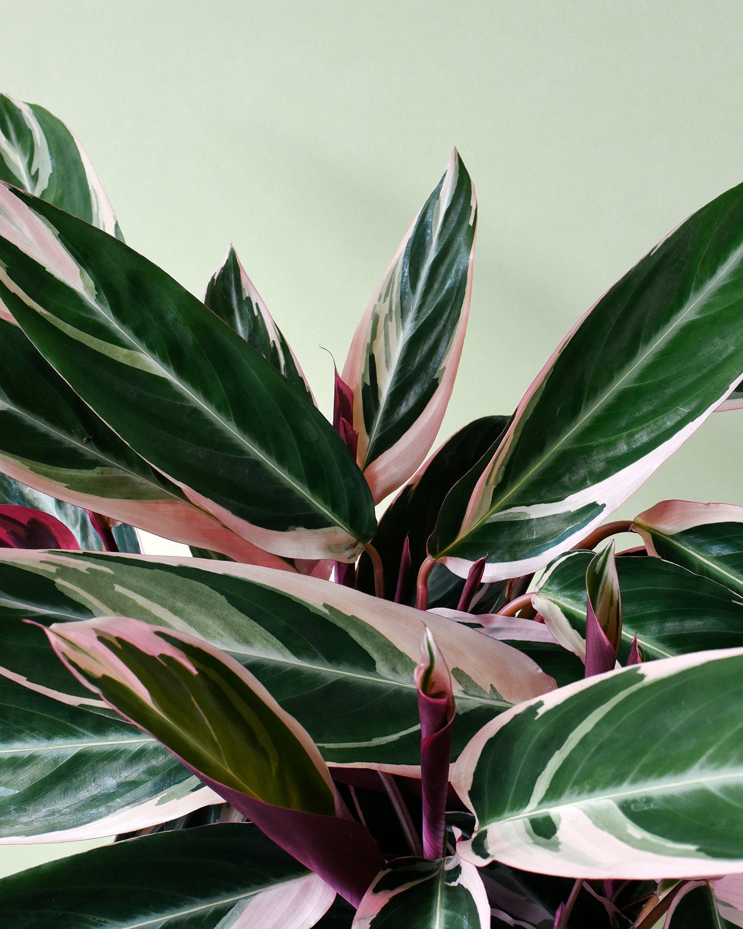 Stromanthe thalia 'Triostar'