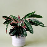 Stromanthe thalia 'Triostar'