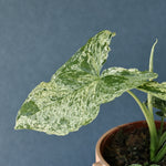 Healthy Syngonium Podophyllum Mottled "Mojito" Baby. A perfect syngonium podophyllum mottled "mojito" baby for your indoor houseplant collection.