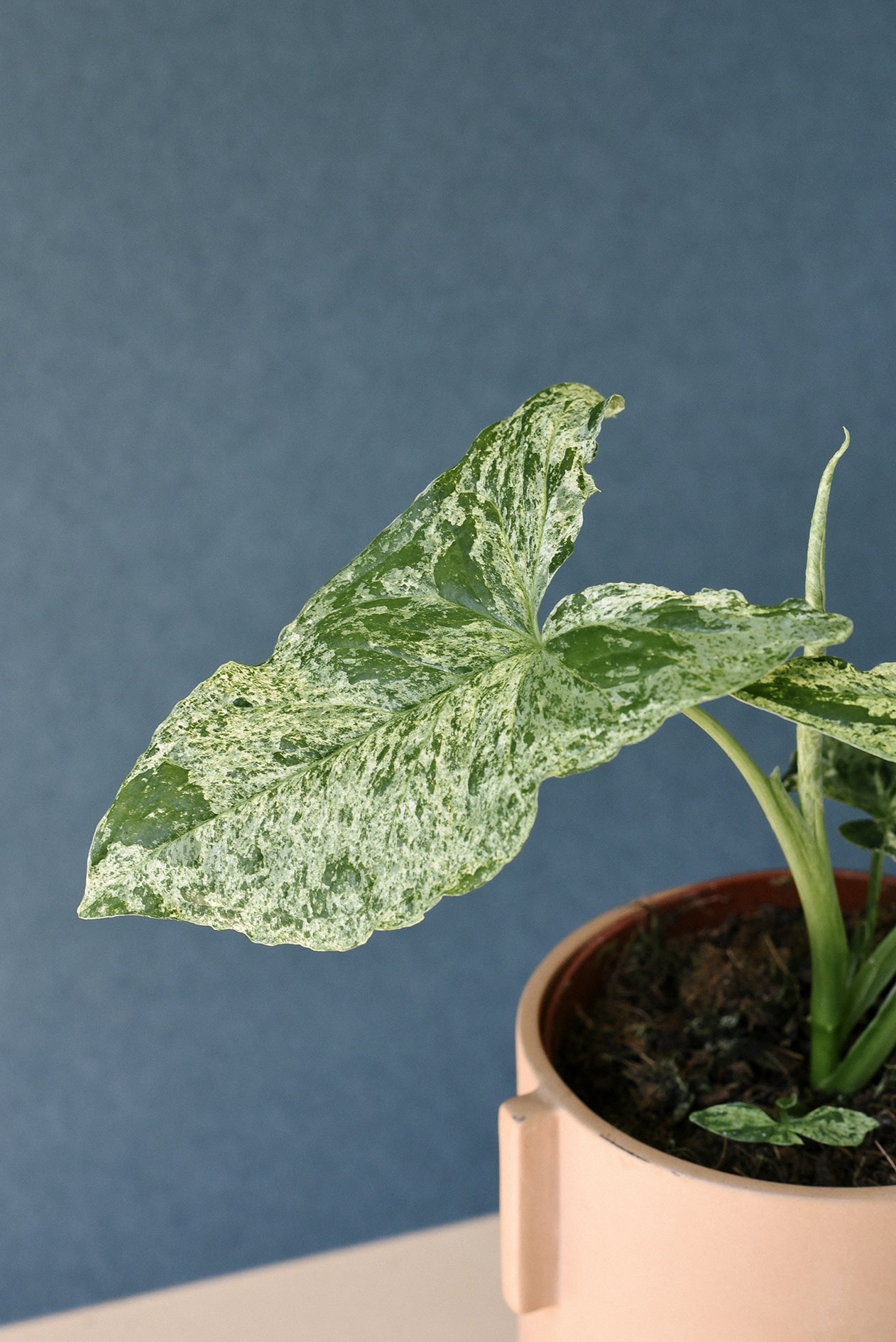 Healthy Syngonium Podophyllum Mottled "Mojito" Baby. A perfect syngonium podophyllum mottled "mojito" baby for your indoor houseplant collection.