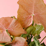 Healthy Syngonium Podophyllum 'Neon Robusta' Baby. A perfect syngonium podophyllum 'neon robusta' baby for your indoor houseplant collection.