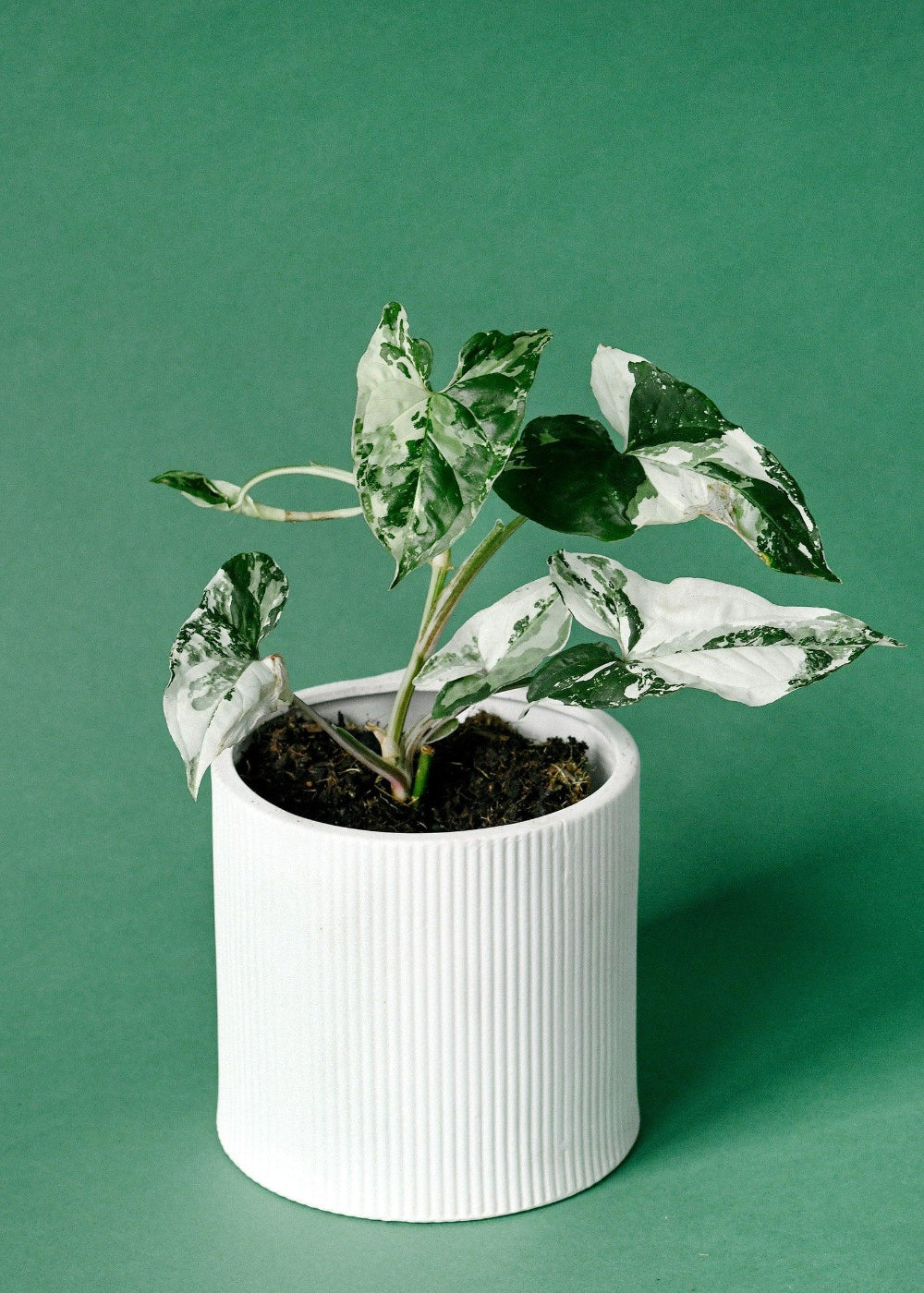 Healthy Syngonium Podophyllum Albo Variegata by Plant Circle – Medium, Approx. 20.0cm height by Plant Circle – 12.0cm Pot. A perfect syngonium podophyllum albo variegata by plant circle – medium, approx. 20.0cm height by plant circle – 12.0cm pot for your indoor houseplant collection.