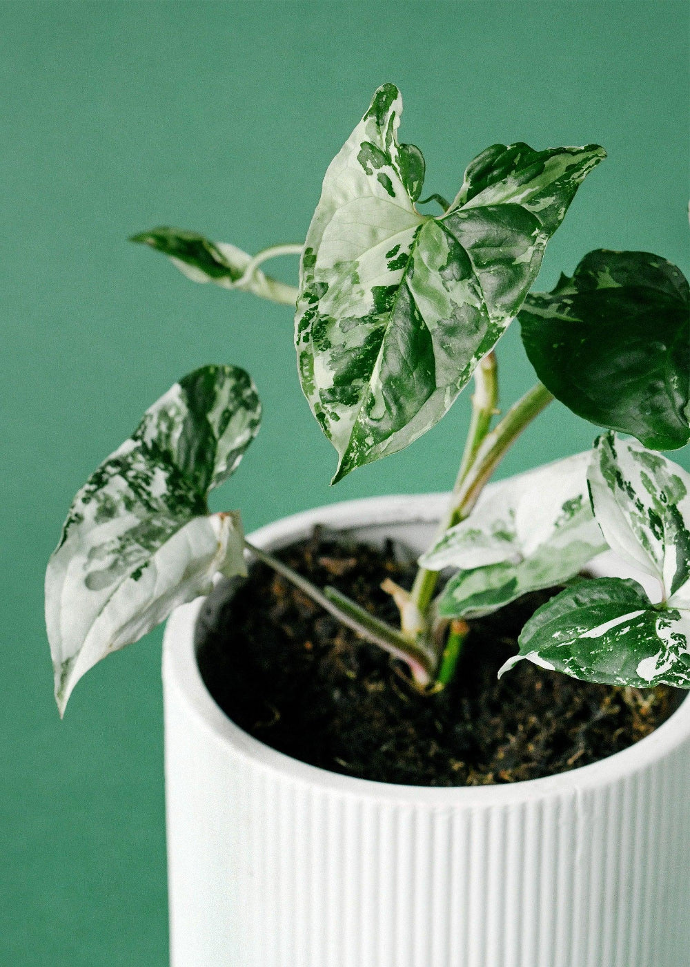 Healthy Syngonium Podophyllum Albo Variegata by Plant Circle – Medium, Approx. 20.0cm height by Plant Circle – 12.0cm Pot. A perfect syngonium podophyllum albo variegata by plant circle – medium, approx. 20.0cm height by plant circle – 12.0cm pot for your indoor houseplant collection.
