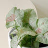 Healthy Syngonium Milk Confetti. A perfect syngonium milk confetti for your indoor houseplant collection.