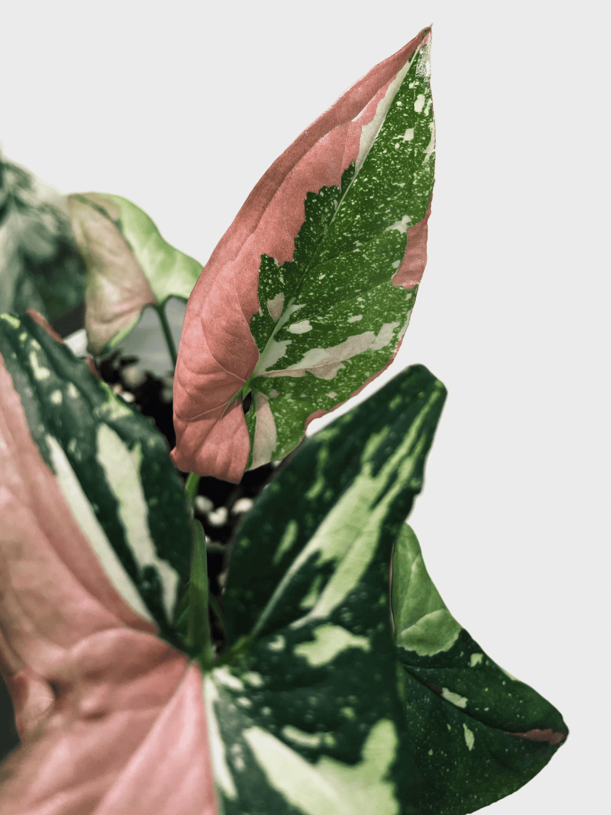 Healthy Syngonium Red Spot Tricolor M. A perfect syngonium red spot tricolor m for your indoor houseplant collection.