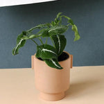 Healthy Syngonium Wendlandii M. A perfect syngonium wendlandii m for your indoor houseplant collection.