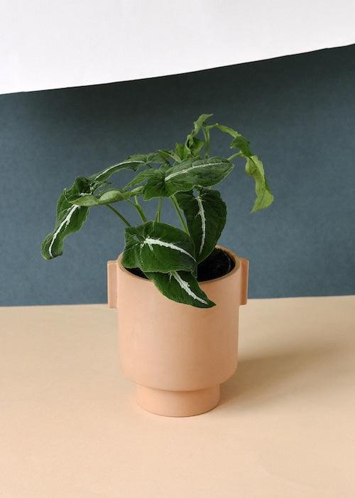Healthy Syngonium Wendlandii M. A perfect syngonium wendlandii m for your indoor houseplant collection.