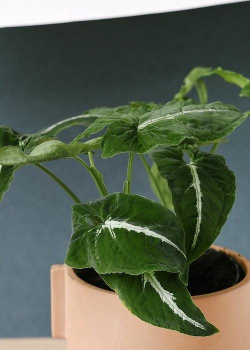 Healthy Syngonium Wendlandii M. A perfect syngonium wendlandii m for your indoor houseplant collection.