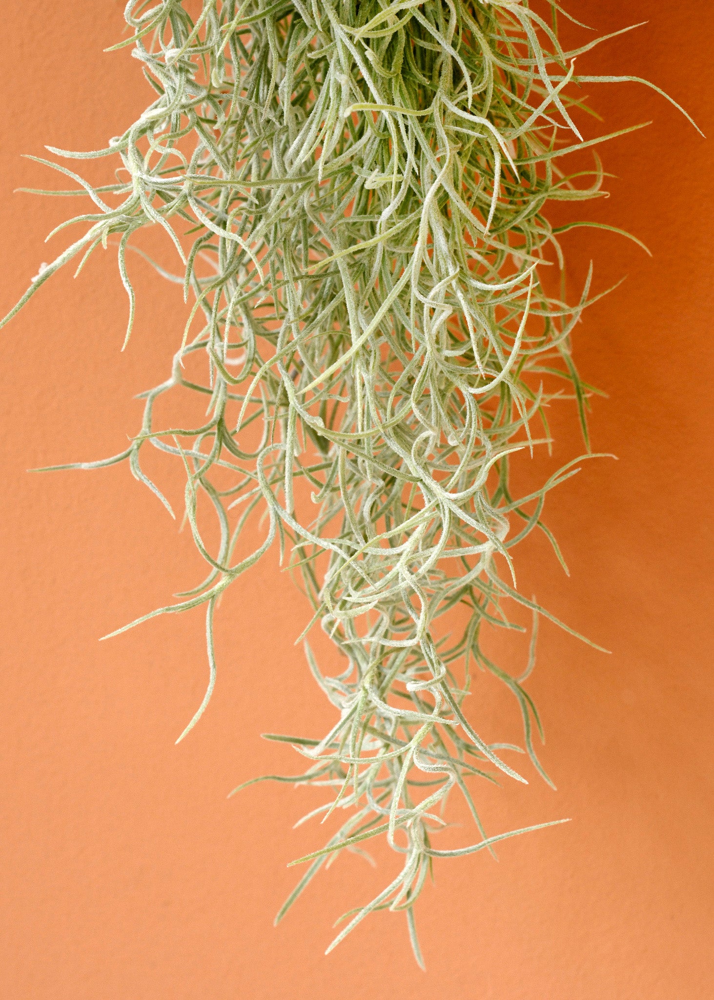 Tillandsia Usneoidus (Spanish Moss)